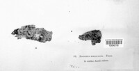 Eutypella stellulata image